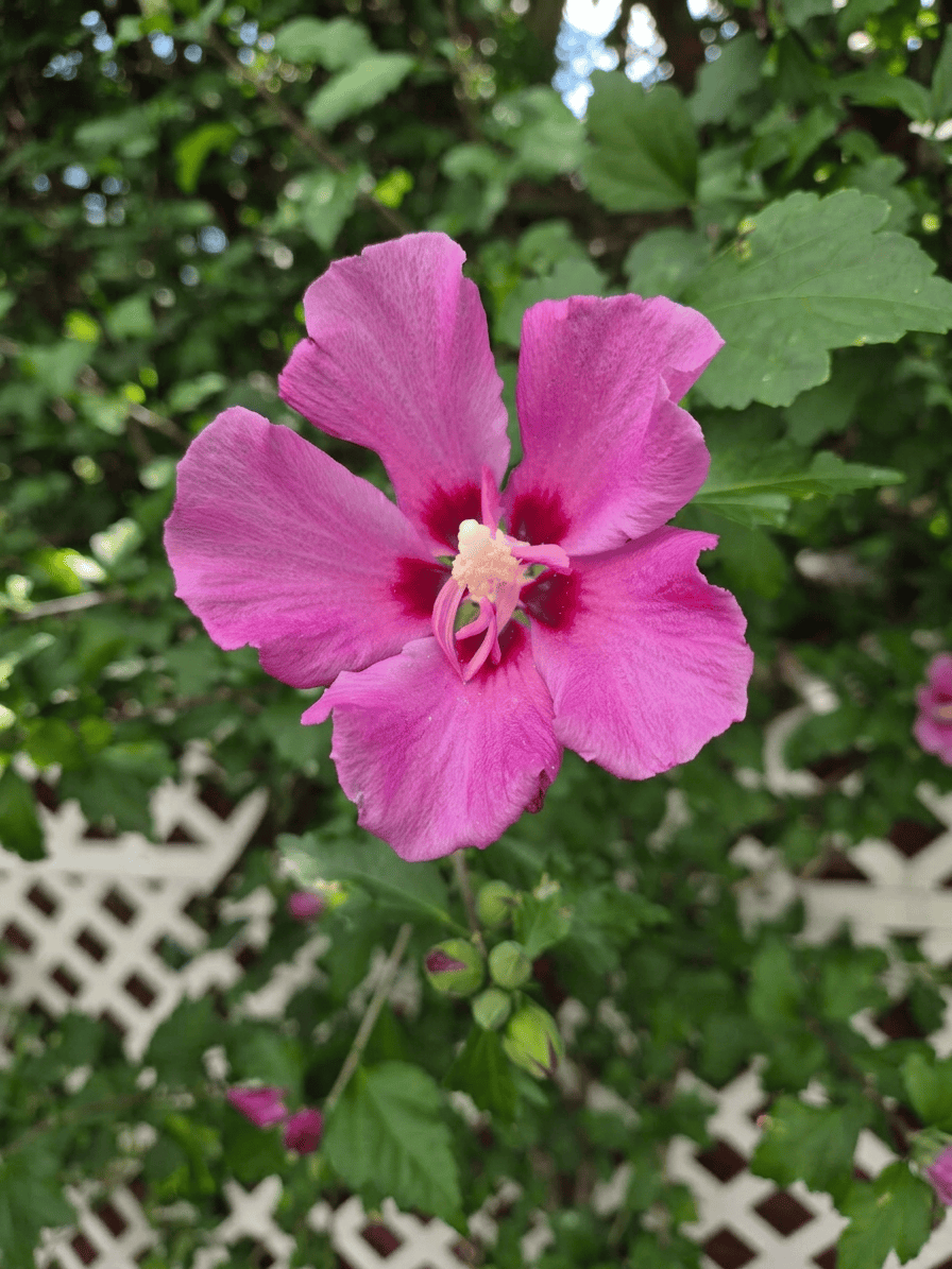 Growing in the Place with the Right Light and Space