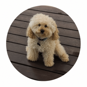 Small cream-colored curly-haired dog sitting on a wooden deck.
