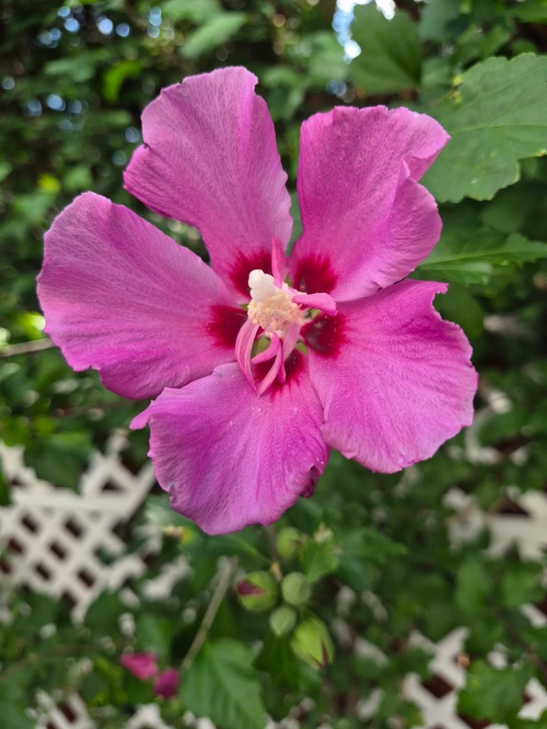 Close-up of a pink-purple Rose of Sharon flower with green foliage and white garden lattice in the background.