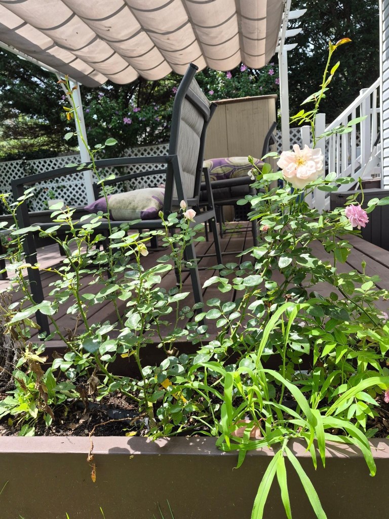 New Dawn climbing roses growing in a raised garden bed beside a deck and pergola.