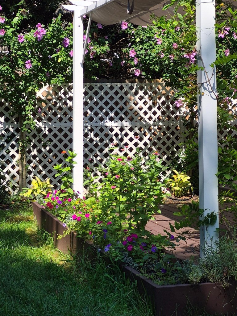 Mature Rose of Sharon shrubs blooming along a white lattice fence beside a pergola and garden bed.