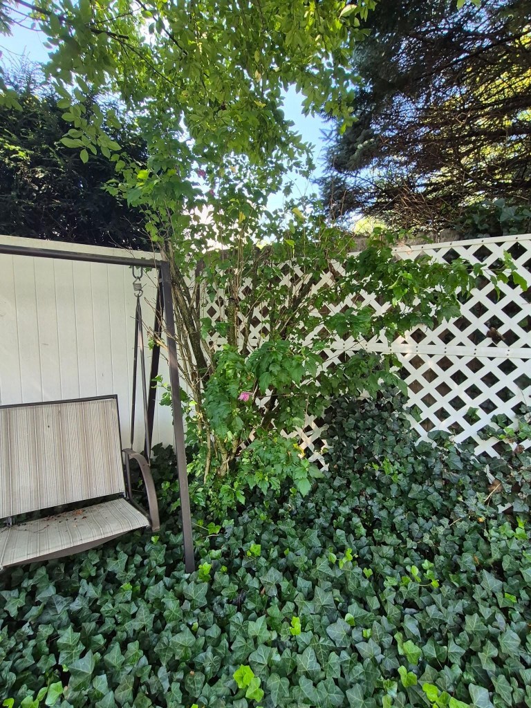 Sparse Rose of Sharon growing in a shaded garden corner surrounded by ivy and neighboring trees.