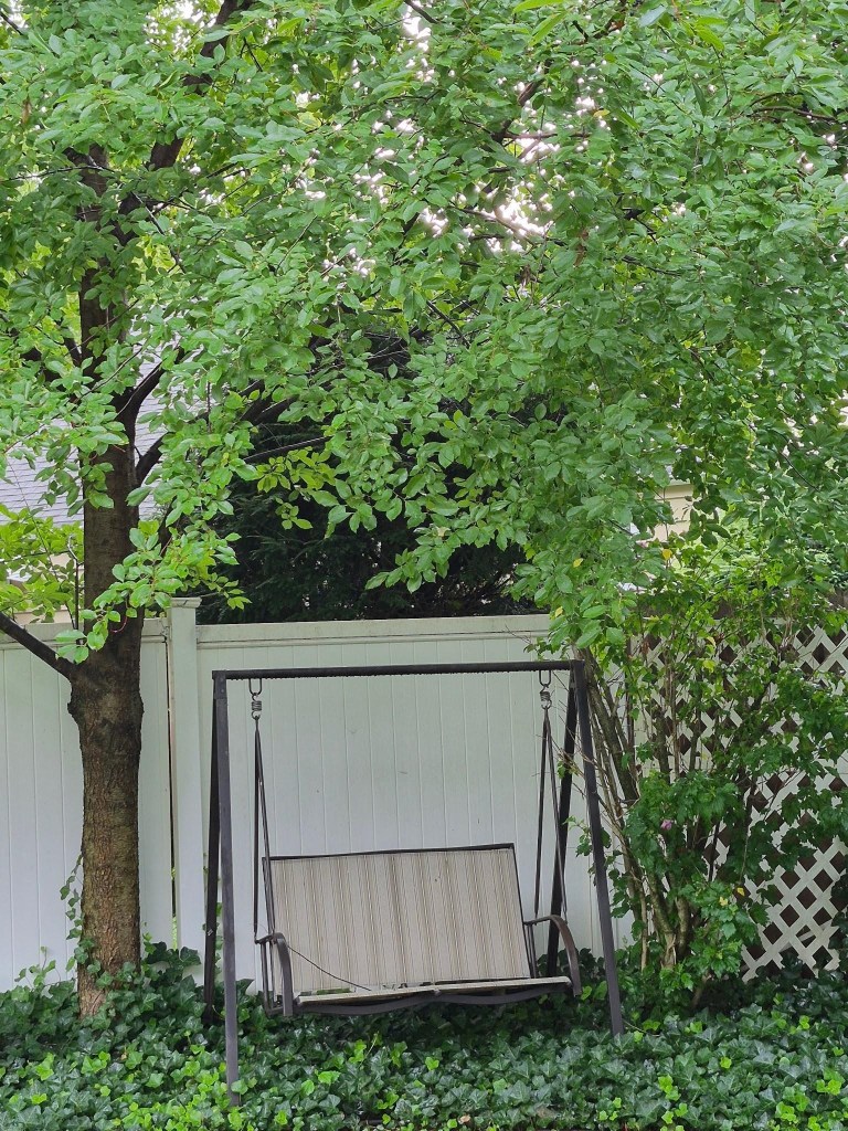 Large black cherry tree shading a garden corner with a swing, ivy groundcover, and Rose of Sharon nearby.