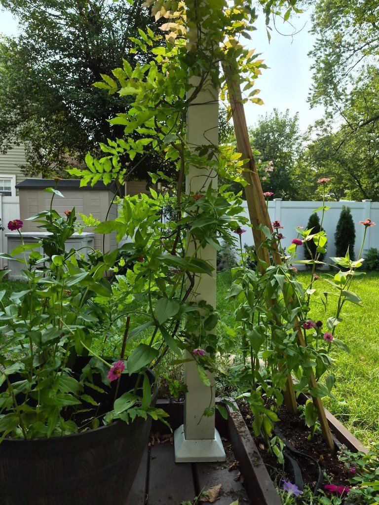 New Dawn climbing roses growing in a raised garden bed beside a deck and pergola.