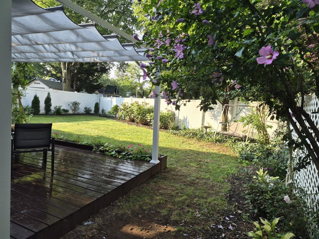 Side view of the white pergola beside a blooming pink Rose of Sharon and backyard garden.