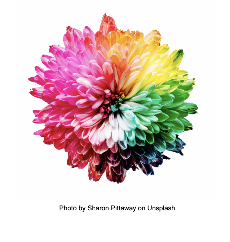 Multicolored flower arranged in a rainbow spectrum to illustrate the color wheel.