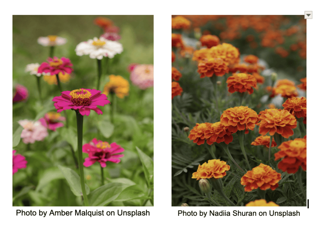 
Side-by-side close-up photos of pink zinnias and orange marigolds showing differences in color and plant form.