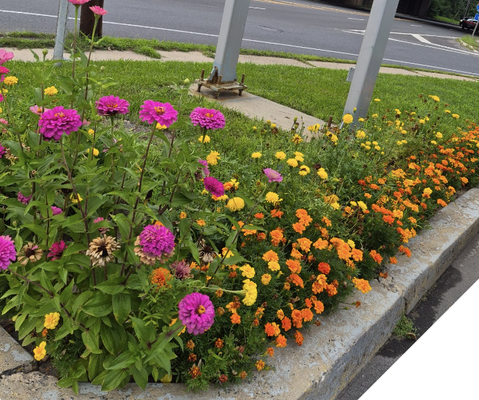 Purple-pink zinnias and orange and yellow marigolds grouped by height along the edge of a curbside garden bed.