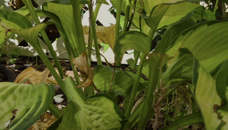 Hosta leaves showing browning, damage, and signs of stress in a garden bed.