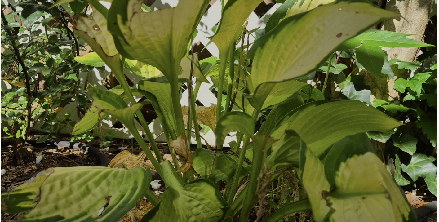 Hosta leaves showing browning, damaged edges, and signs of stress in a garden bed.