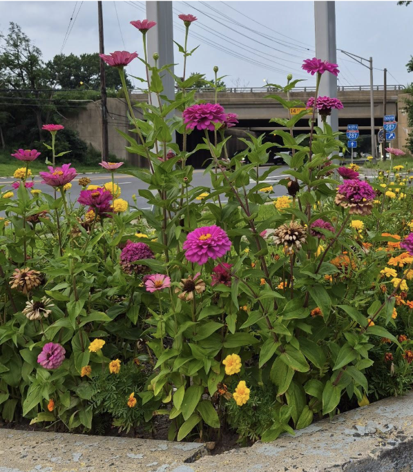 Summer Color in an Unexpected&nbsp;Place