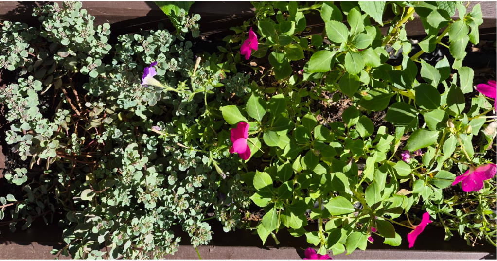 Pink flowers and blue-green foliage growing together in a sunny garden bed.