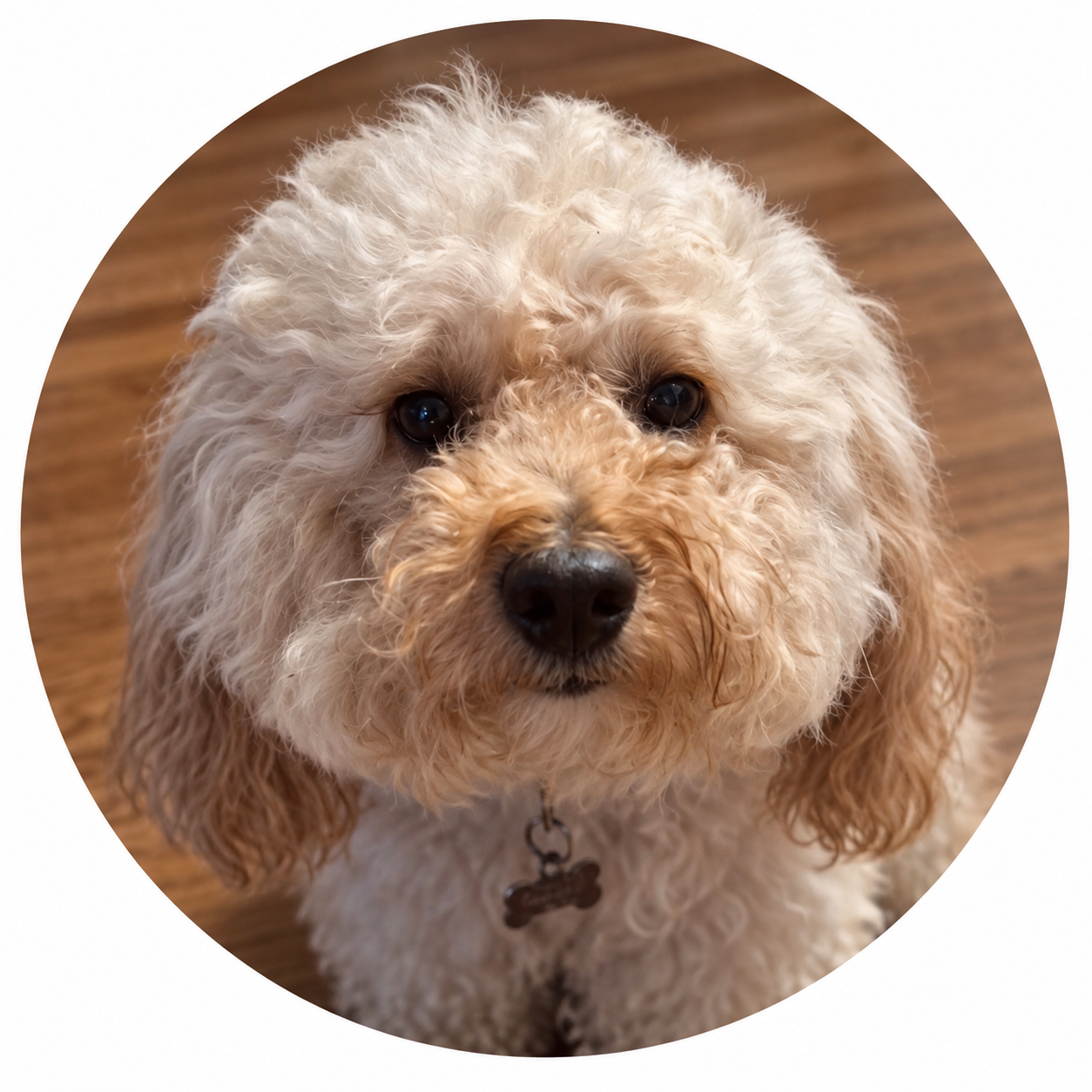 Tinks, a fluffy cream-colored dog