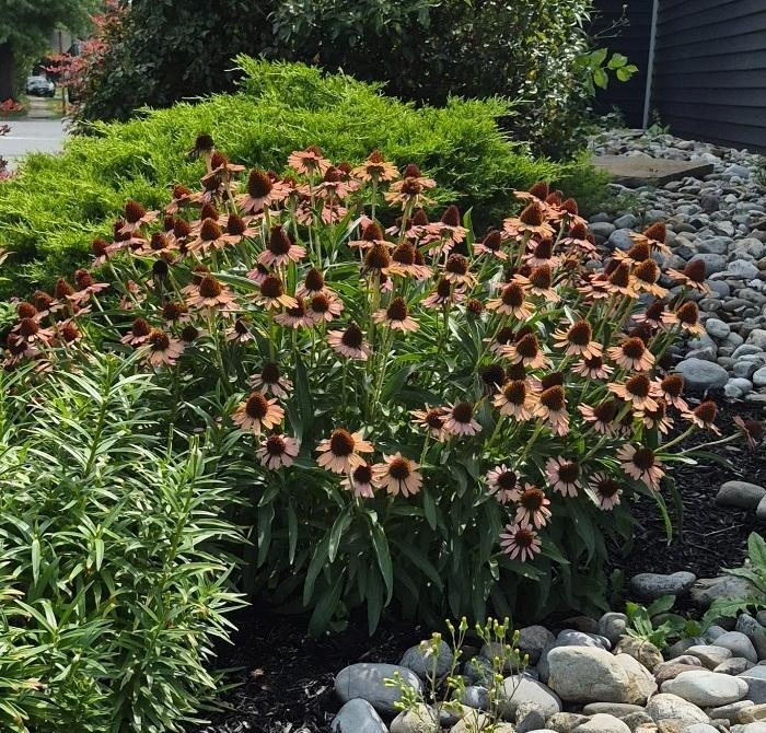 Purple coneflowers surrounded by narrow-leaved foliage, a low evergreen, black mulch, and rounded river stones.