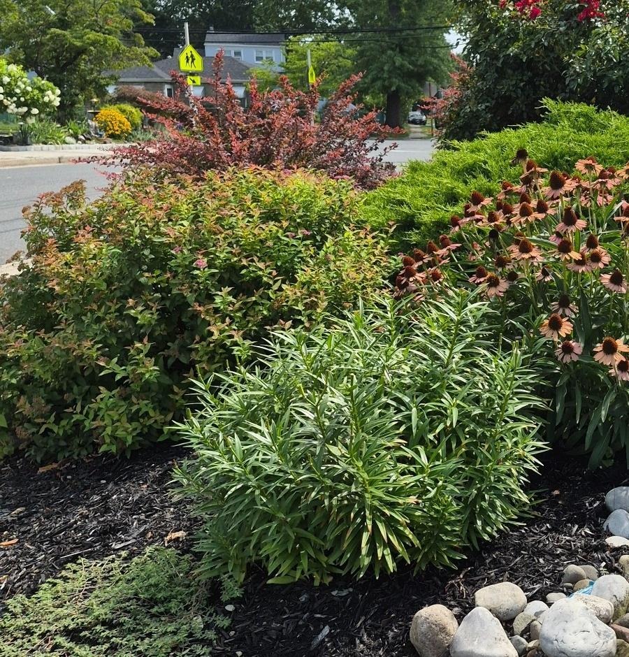 Rounded shrubs and narrow-leaved plants layered beside purple coneflowers, black mulch, and river stone near the street.


