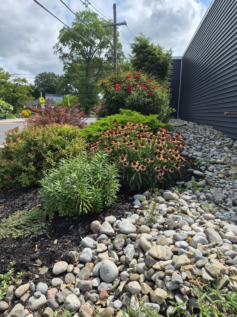 Full garden bed with neutral river stone, layered green plants, purple coneflowers, a red rose shrub, and dark gray siding.