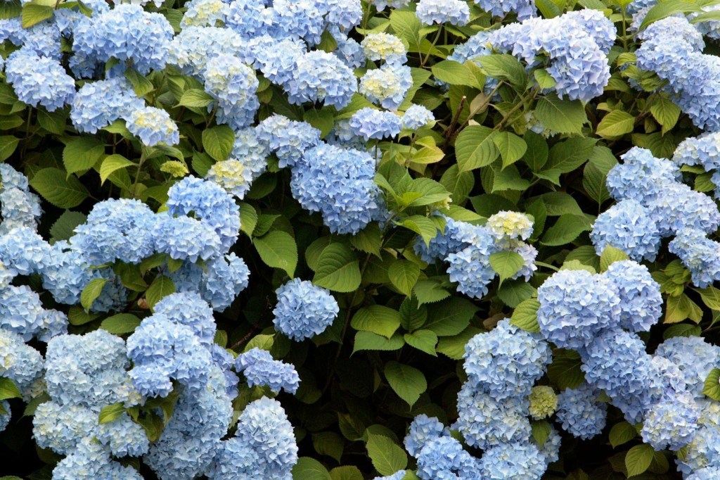 When Solutions Become Problems: Course Correction in Gardens and Policies