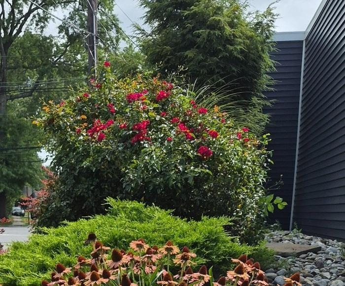 Red rose shrub blooming above purple coneflowers and a low evergreen beside a dark gray office building.
