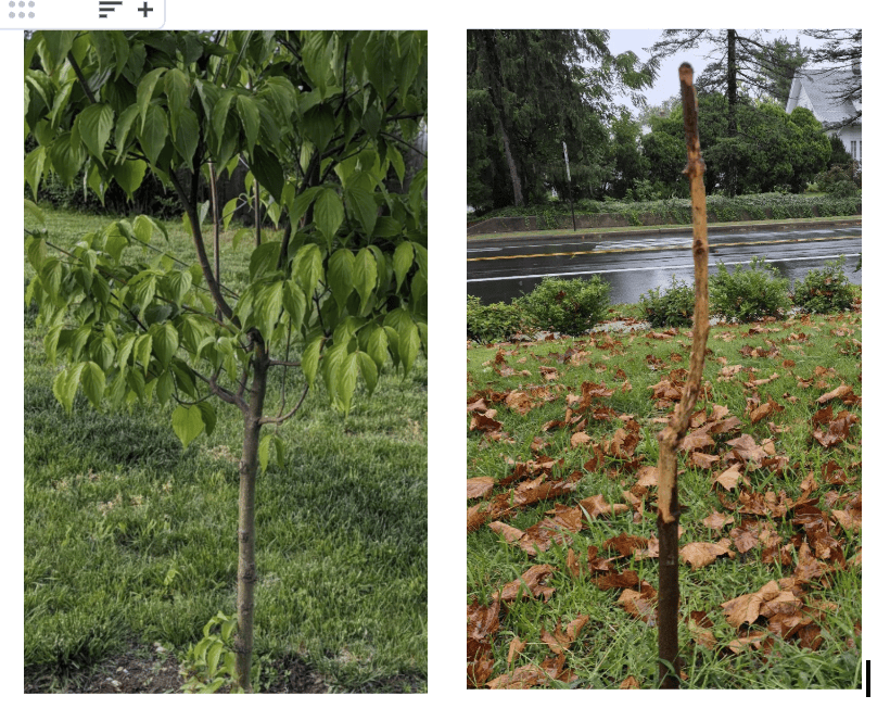 Side-by-side photos of a young kousa dogwood before and after deer damage, showing the leafy tree and the stripped trunk that remained.
