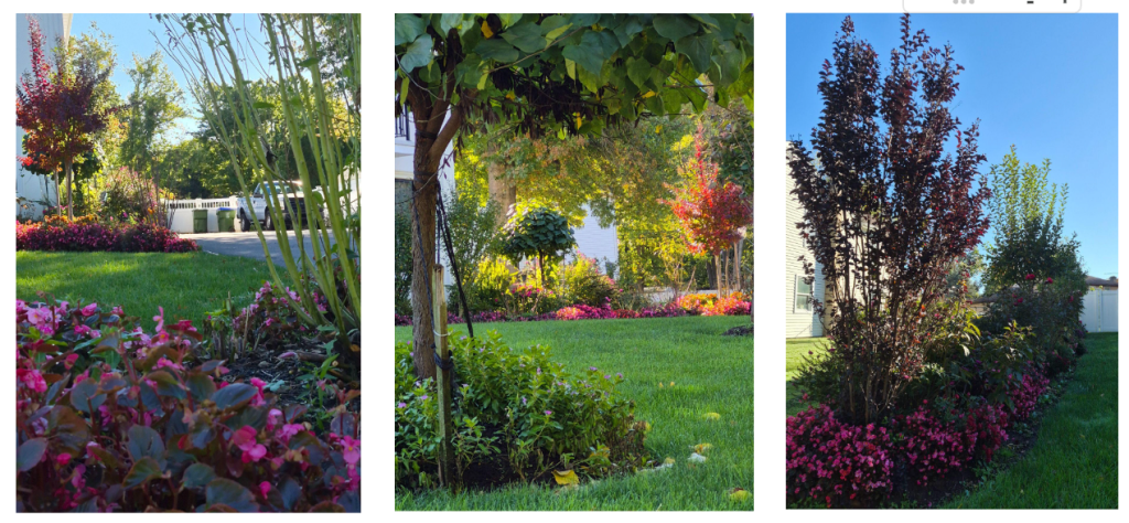 Red Rounded Box Shape The Beauty of Red and Purple: 4 Garden Design Principles