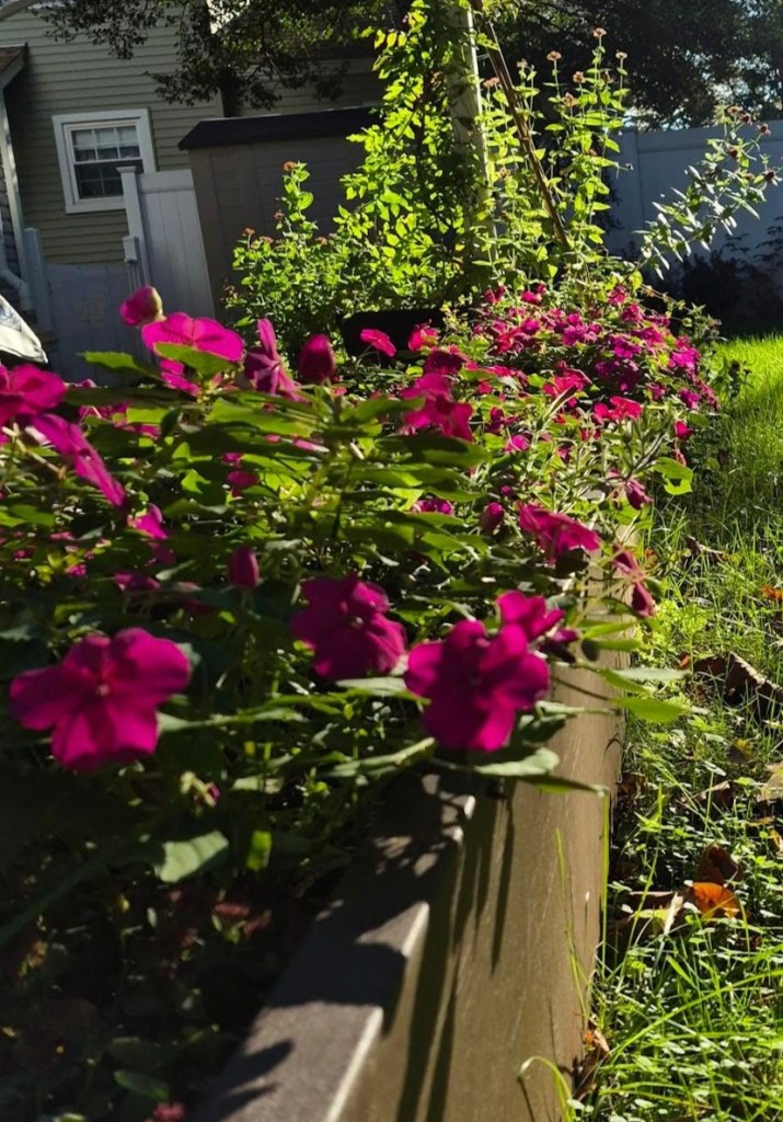 Pink impatiens overflow a wooden garden box, continuing to bloom vigorously as autumn approaches.