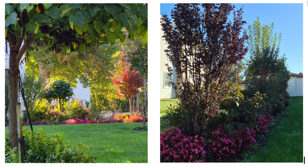 Green lawn framed by leafy trees, pink flowering borders, and burgundy foliage in a colorful landscaped garden.
Tall burgundy-leaved ornamental tree surrounded by pink begonias and contrasting green foliage.
