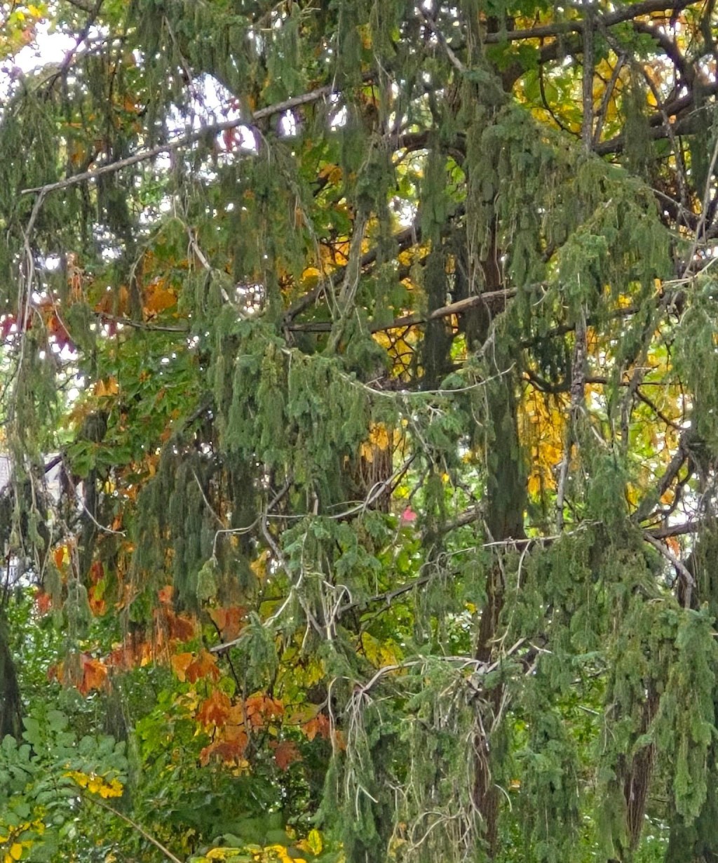 Autumn leaves in shades of orange and yellow contrast with the drooping green branches of an evergreen tree.