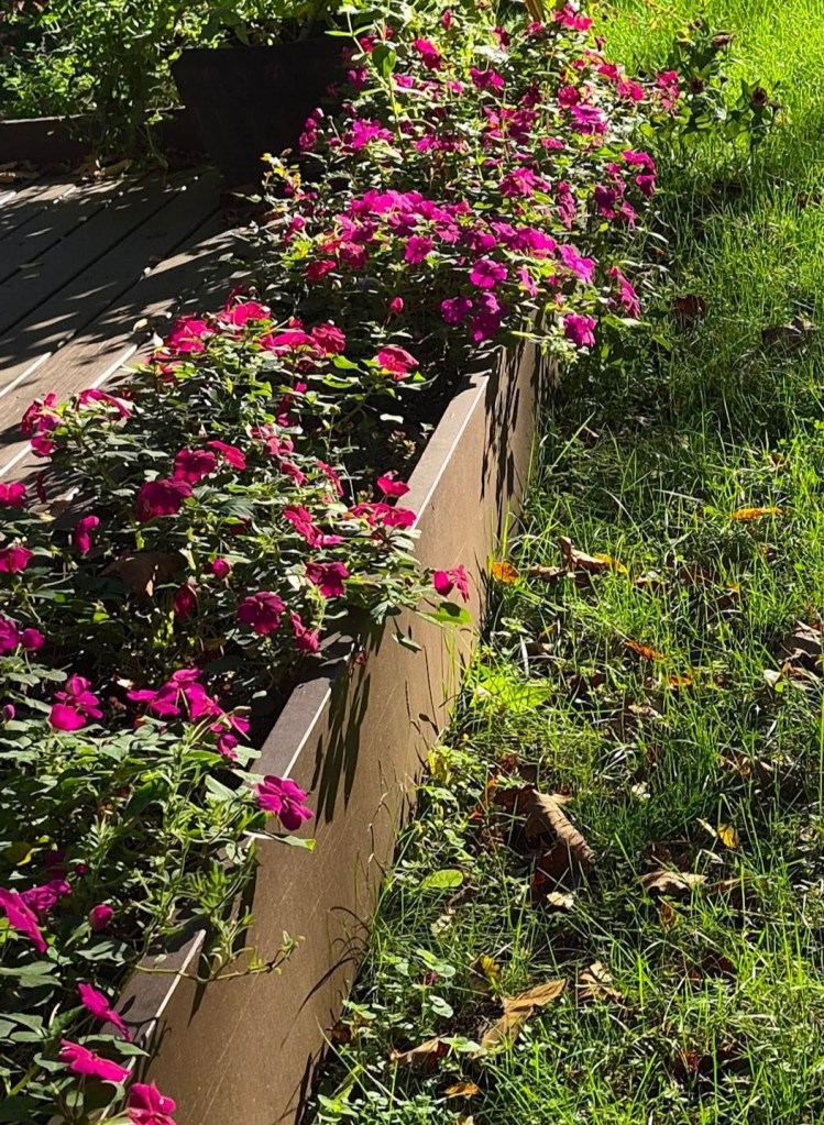 Bright pink impatiens bloom abundantly in a long raised garden box in the autumn sunshine.