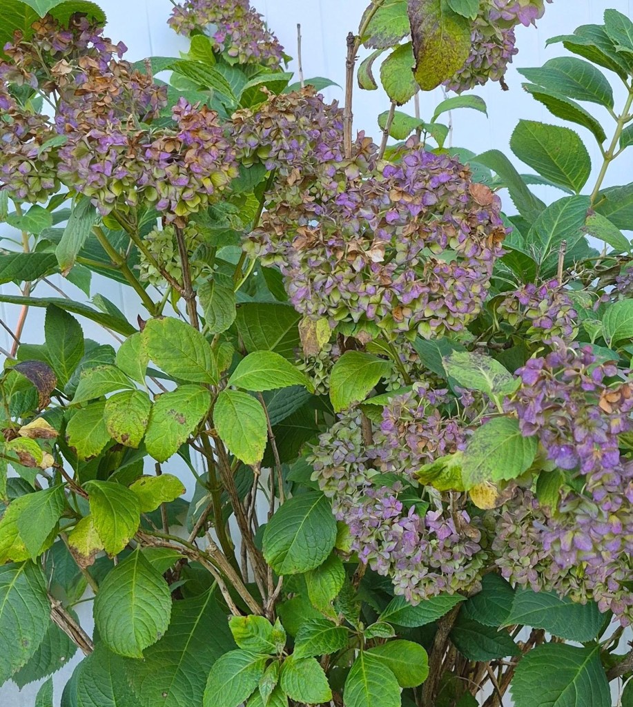 Hydrangea shrub with clusters of faded purple flowers and green leaves transitioning into autumn.