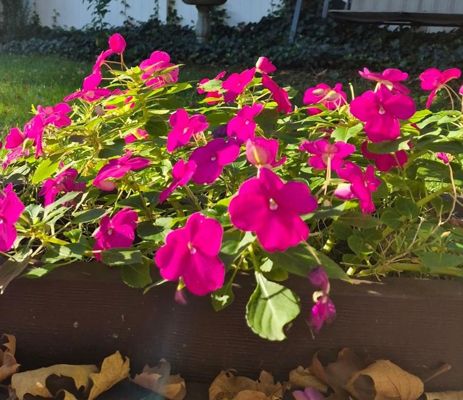 Vibrant pink impatiens flowers spill over the edge of a planter, surrounded by healthy green leaves.