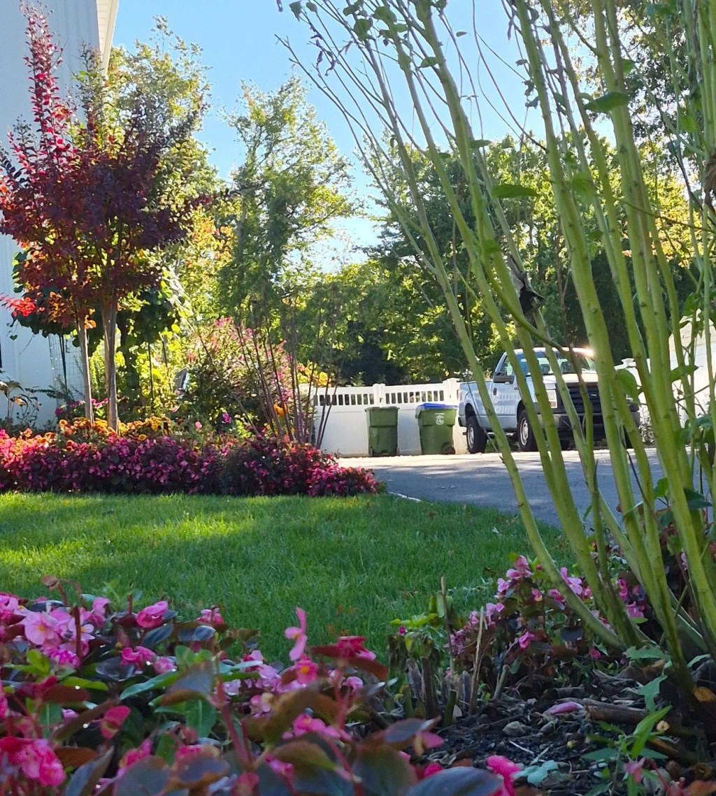 Landscaped front yard with pink begonias, burgundy ornamental trees, purple flowering shrubs, and a broad green lawn.
